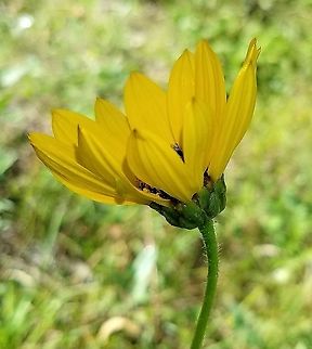 Helianthus pauciflorus Side view showing imbricate bracts. Geotagged,Helianthus pauciflorus,Stiff sunflower,Summer,Sunflower,United States,bracts