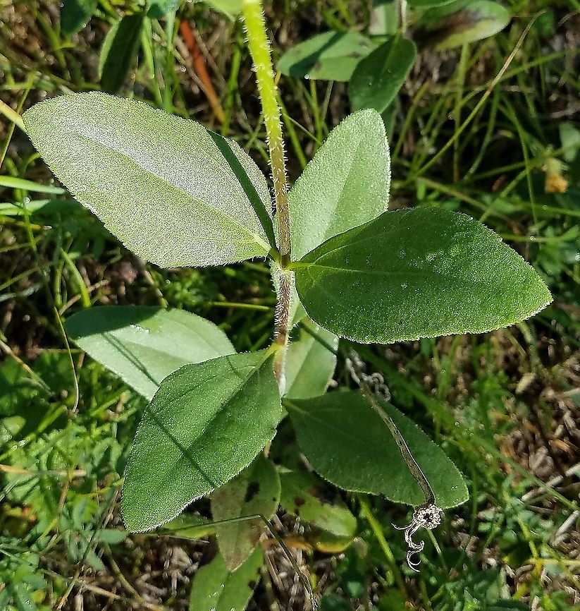 Helianthus pauciflorus Leaves and stem of Helianthus pauciflorus.<br />
<br />
Helianthus pauciflorus ssp. subrhomboideus? <a href="https://gobotany.nativeplanttrust.org/species/helianthus/pauciflorus/" rel="nofollow">https://gobotany.nativeplanttrust.org/species/helianthus/pauciflorus/</a> Geotagged,Helianthus pauciflorus,Stiff sunflower,Summer,Sunflower,United States