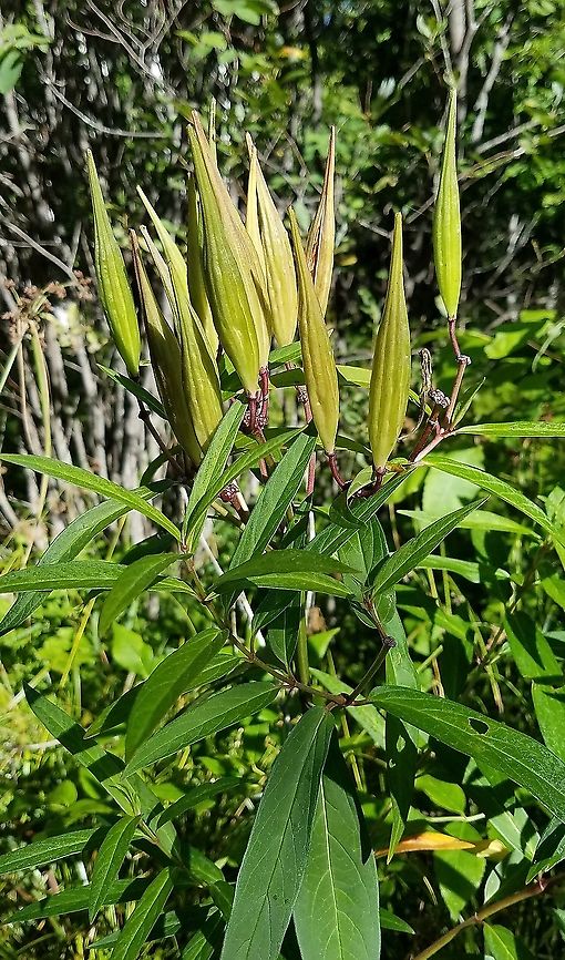 Asclepias incarnata Ripeneing seed pods. Plants growing in a small ditch along a recreational hiking trail. Asclepias incarnata,Geotagged,Summer,Swamp milkweed,United States,milkweed,red milkweed,seed pods