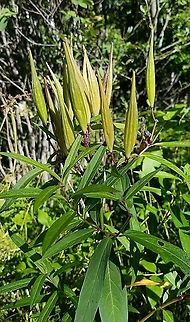Asclepias incarnata Ripeneing seed pods. Plants growing in a small ditch along a recreational hiking trail. Asclepias incarnata,Geotagged,Summer,Swamp milkweed,United States,milkweed,red milkweed,seed pods