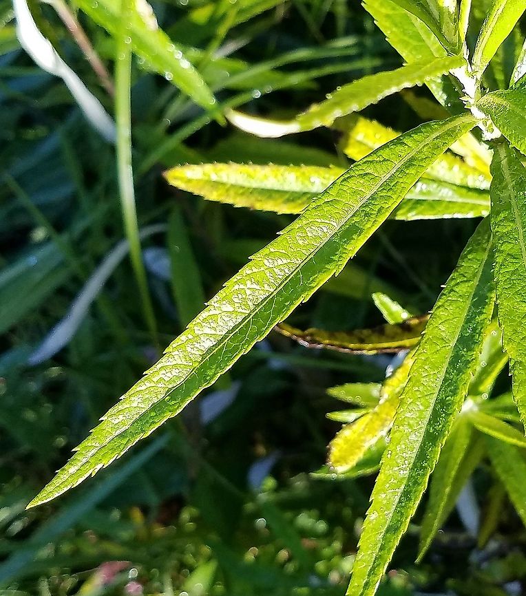 Artemisia serrata Upper leaf surface.<br />
<br />
Artemisia serrata (saw-tooth sage) grows in wet habitats while most other species prefer drier soils. This plant was growing along the the banks of the Moose Horn River. While Flora of North America, Flora of Michigan, and Wikipedia all state the species grows in dry barren locations I have only found it it wet soils. This one was growing at the water&#039;s edge with wild iris, cut-leaf conflower, willows, and canary grass. Artemisia serrata,Geotagged,Saw-tooth Sage,Summer,United States