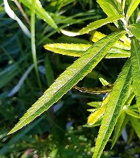 Artemisia serrata Upper leaf surface.

Artemisia serrata (saw-tooth sage) grows in wet habitats while most other species prefer drier soils. This plant was growing along the the banks of the Moose Horn River. While Flora of North America, Flora of Michigan, and Wikipedia all state the species grows in dry barren locations I have only found it it wet soils. This one was growing at the water's edge with wild iris, cut-leaf conflower, willows, and canary grass. Artemisia serrata,Geotagged,Saw-tooth Sage,Summer,United States