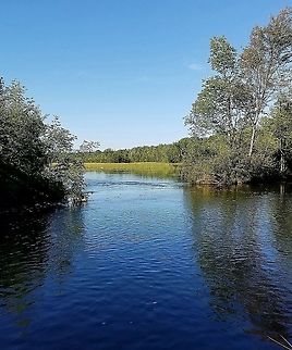 Moose Horn River Riparian vegetation and a deep water marsh with wild rice and other reed-like plants. The Moose Horn River is one of many small Minnesota rivers that are tributaries to the Mississippi River. Geotagged,Summer,United States,landscape,marsh,river,water,watershed