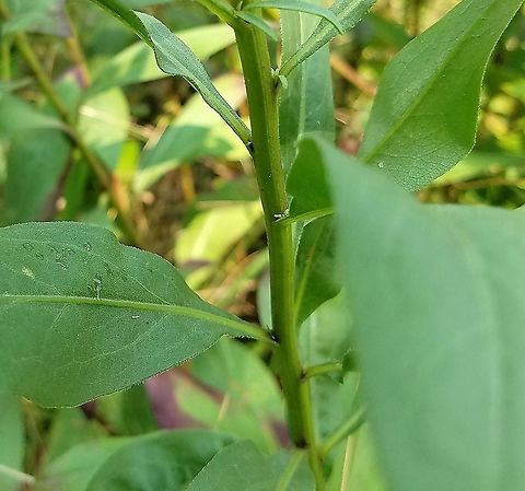 Solidago speciosa (Showy Goldenrod) Detail of leaves and stem. Geotagged,Solidago speciosa,Summer,United States