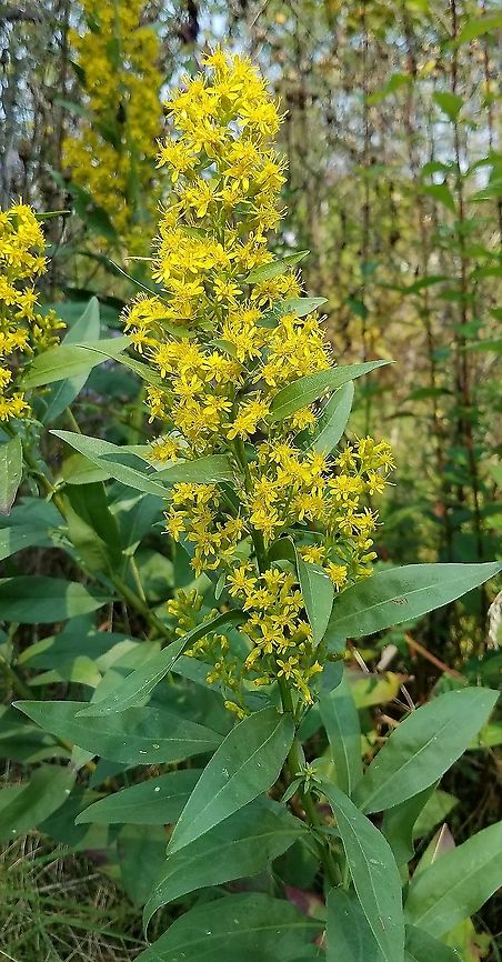 Solidago speciosa (Showy Goldenrod) One of several growing along the Munger Trail in Carlton County. Dry gravelly soil in full sun most of the day. Geotagged,Solidago speciosa,Summer,United States