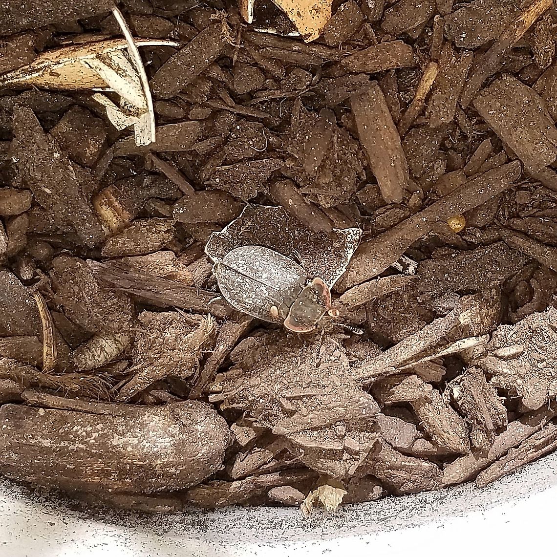Oiceoptoma noveboracense Inside my &quot;bird nest&quot; trap baited with raw chicken and eggshells. Other beetles present were Necrophila Americana and earlier Nicrophorus tomentosus. No beetle larvae were noted. Geotagged,Margined Carrion Beetle,Oiceoptoma noveboracense,Summer,United States,bait trap
