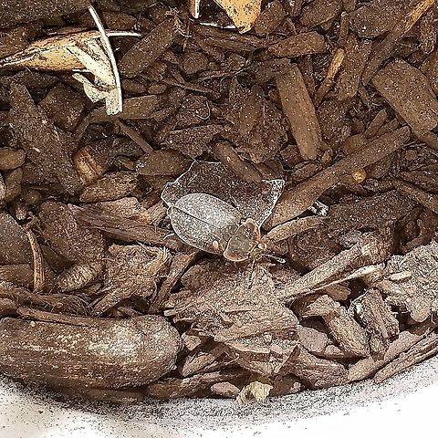 Oiceoptoma noveboracense Inside my "bird nest" trap baited with raw chicken and eggshells. Other beetles present were Necrophila Americana and earlier Nicrophorus tomentosus. No beetle larvae were noted. Geotagged,Margined Carrion Beetle,Oiceoptoma noveboracense,Summer,United States,bait trap