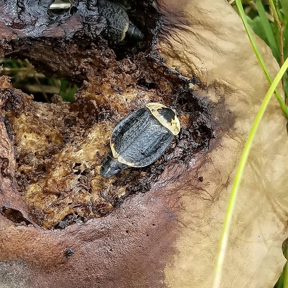 Necrophila americana One of several feeding on the decomposing remains of birch bolete (Leccinum scabrum). The smell of the rotting mushroom was a bit overwhelming. American Carrion Beetle,Geotagged,Leccinum scabrum,Necrophila americana,Summer,United States,carrion beetle,coleoptera,mushroom,mycophagy