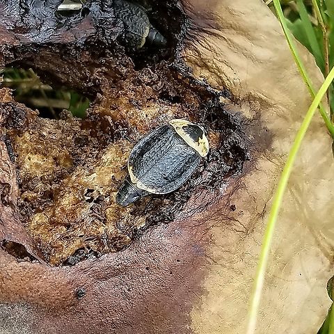 Necrophila americana One of several feeding on the decomposing remains of birch bolete (Leccinum scabrum). The smell of the rotting mushroom was a bit overwhelming. American Carrion Beetle,Geotagged,Leccinum scabrum,Necrophila americana,Summer,United States,carrion beetle,coleoptera,mushroom,mycophagy