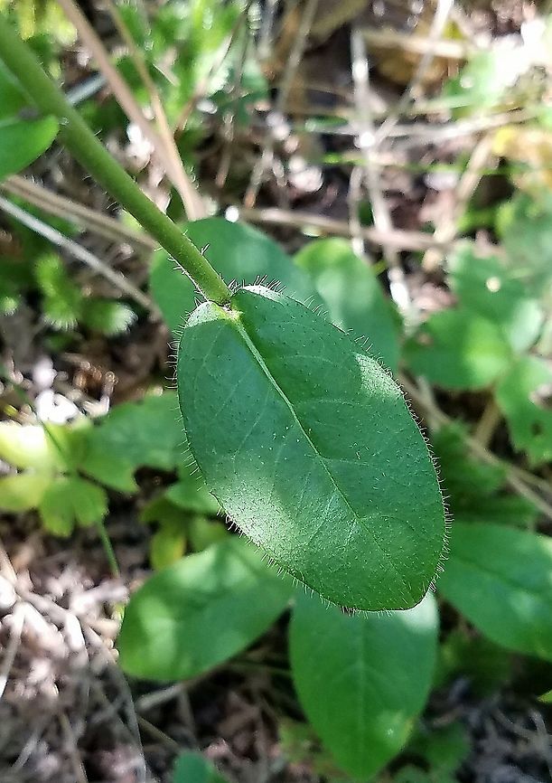 Hieracium scabrum (Sticky Hawkweed) Cauline leaves and portion of stem far below the inflorescence and with only a few scattered stif hairs. Geotagged,Hieracium scabrum,Summer,United States