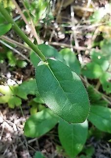 Hieracium scabrum (Sticky Hawkweed) Cauline leaves and portion of stem far below the inflorescence and with only a few scattered stif hairs. Geotagged,Hieracium scabrum,Summer,United States