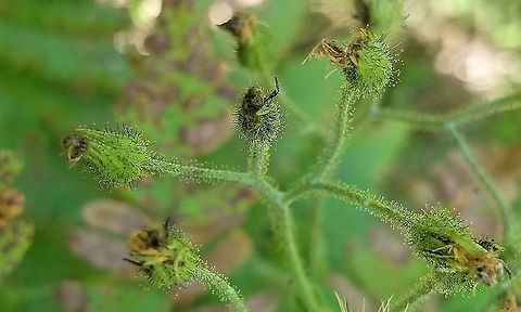 Hieracium scabrum (Sticky Hawkweed) Upper portion of inflorescence showing glandular hairs on branches and flower heads. Geotagged,Hieracium scabrum,Summer,United States