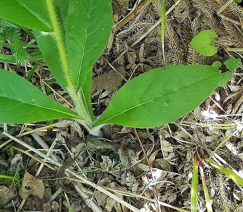 Hieracium scabrum (StickyHawkweed) Basal leaves and basal portion of stem. Geotagged,Hieracium scabrum,Summer,United States