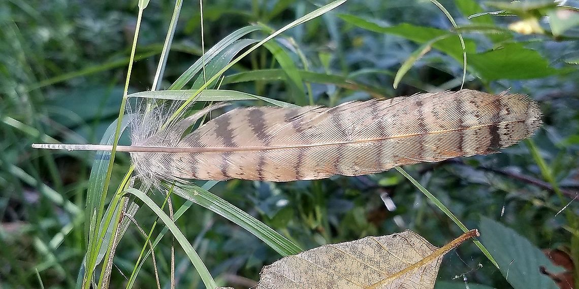 Bonasa umbellus (Ruffed Grouse) A feather from a ruffed grouse I found in a swamp today. Bonasa umbellus,Geotagged,Ruffed Grouse,Ruffed grouse,Summer,United States,feather,signs of wildlife