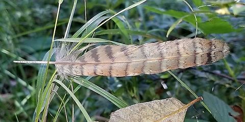 Bonasa umbellus (Ruffed Grouse) A feather from a ruffed grouse I found in a swamp today. Bonasa umbellus,Geotagged,Ruffed Grouse,Ruffed grouse,Summer,United States,feather,signs of wildlife