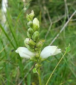 Chelone glabra (White Turtlehead) Growing along the edge of a shrub carr/sedge meadow and upland forest. An insect (a checkerspot larva?) has eaten most of the upper leaves. Chelone glabra,Geotagged,Summer,United States,White turtlehead