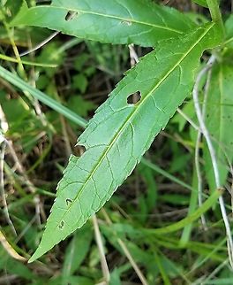 Chelone glabra (White Turtlehead) Detail of leaf and attachment to stem. Growing along the edge of a shrub carr/sedge meadow and upland forest. Chelone glabra,Geotagged,Summer,United States,White turtlehead