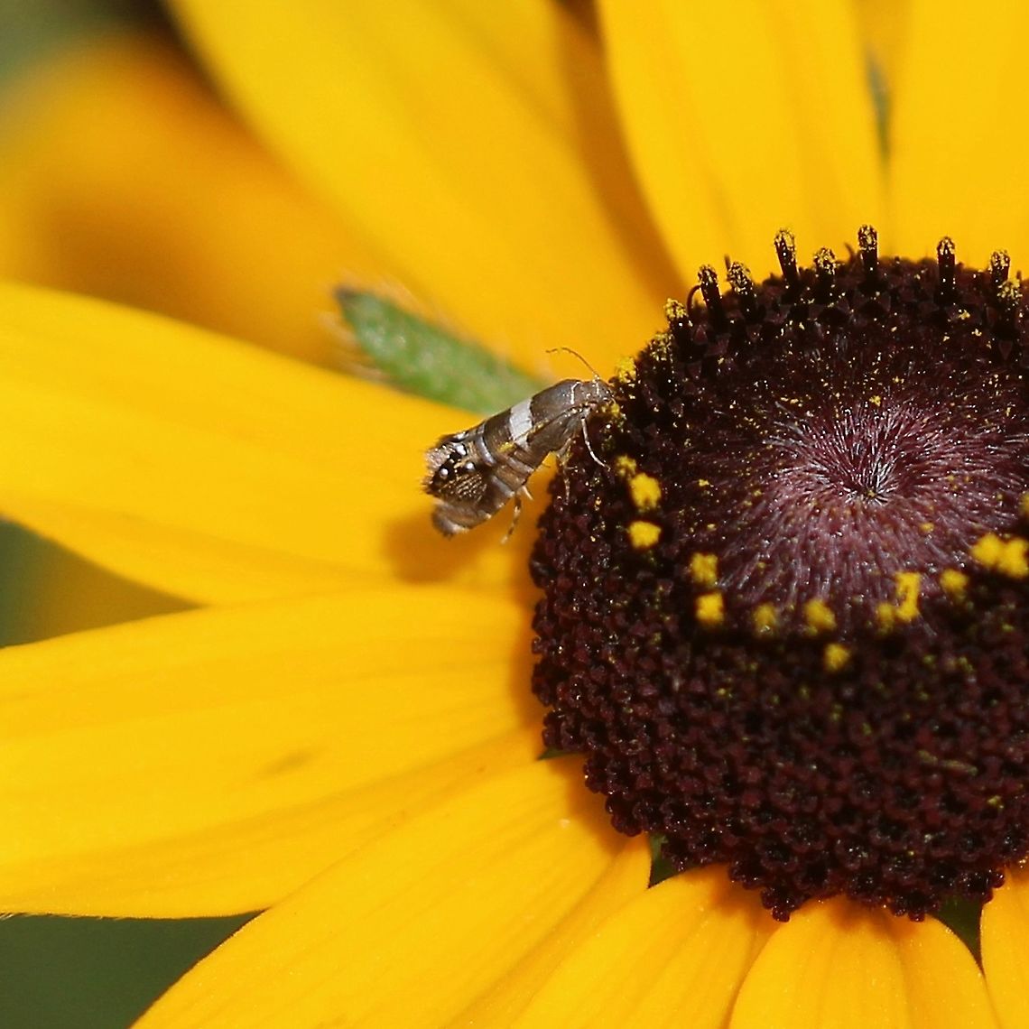 Glyphipterix circumscriptella Nectaring on a flower of black-eyed-susan (Rudbeckia hirta) in an old field used as pasture near the edge of a forest. The second year in a row (almost to the day) this moth has been found at this spot. There are upland species of sedge (Carex communis and Carex peckii) growing in the adjacent forest. The larvae of other members of this moth family (Glyphipterigidae) are reported to feed on sedges and this one may also. Geotagged,Glyphipterigidae,Glyphipterix circumscriptella,Rubeckia hirta,Summer,United States,insect,micro moth
