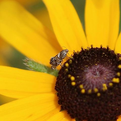 Glyphipterix circumscriptella Nectaring on a flower of black-eyed-susan (Rudbeckia hirta) in an old field used as pasture near the edge of a forest. The second year in a row (almost to the day) this moth has been found at this spot. There are upland species of sedge (Carex communis and Carex peckii) growing in the adjacent forest. The larvae of other members of this moth family (Glyphipterigidae) are reported to feed on sedges and this one may also. Geotagged,Glyphipterigidae,Glyphipterix circumscriptella,Rubeckia hirta,Summer,United States,insect,micro moth
