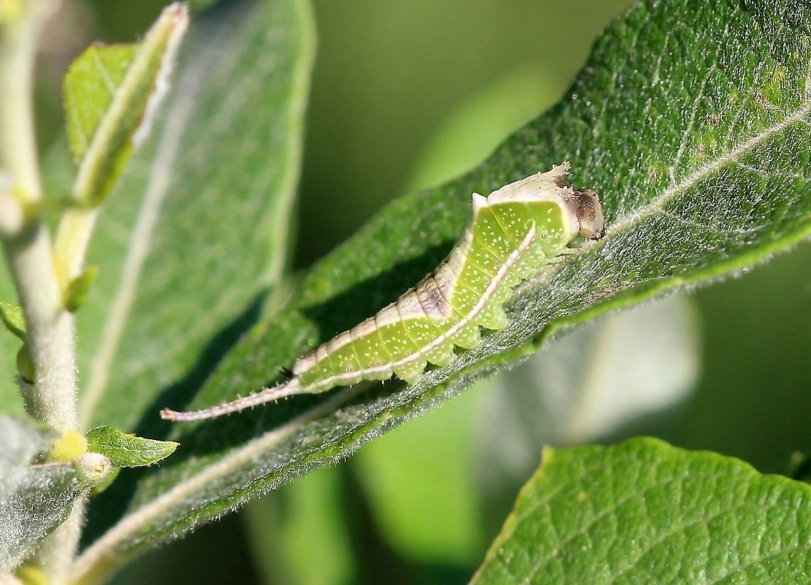 Cerura scitiscripta Caterpillar of Cerura scitiscripta feeding on leaves of prairie willow (Salix humilis). Black-etched prominent,Cerura scitiscripta,Geotagged,Lepidoptera,Salix humilis,Summer,United States,caterpillar,insect,moth,prairie willow