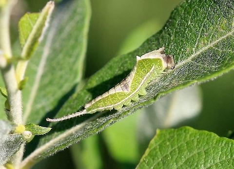 Cerura scitiscripta Caterpillar of Cerura scitiscripta feeding on leaves of prairie willow (Salix humilis). Black-etched prominent,Cerura scitiscripta,Geotagged,Lepidoptera,Salix humilis,Summer,United States,caterpillar,insect,moth,prairie willow