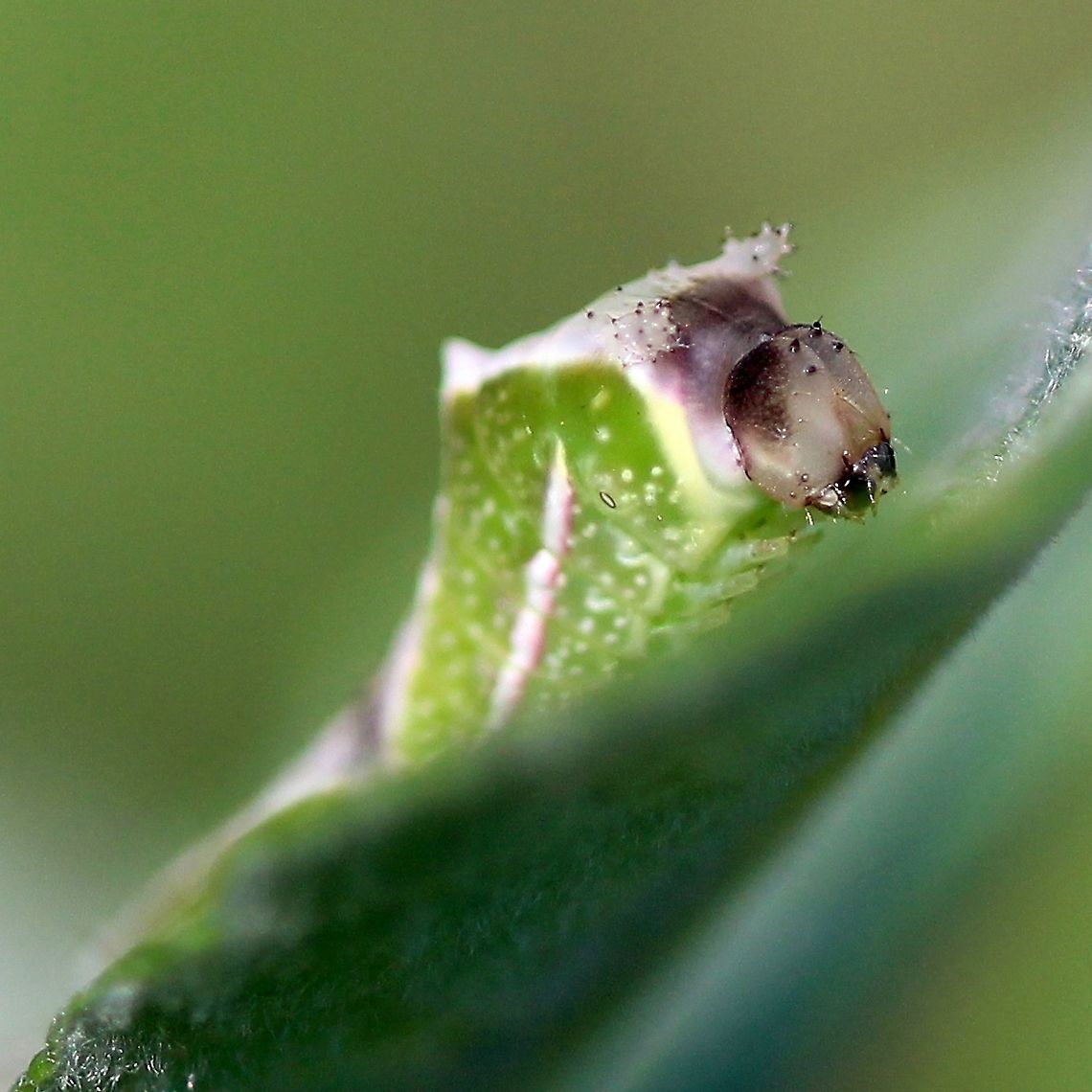 Cerura scitiscripta Caterpillar of Cerura scitiscripta feeding on leaves of prairie willow (Salix humilis). Black-etched prominent,Cerura scitiscripta,Geotagged,Lepidoptera,Salix humilis,Summer,United States,caterpillar,insect,moth,prairie willow