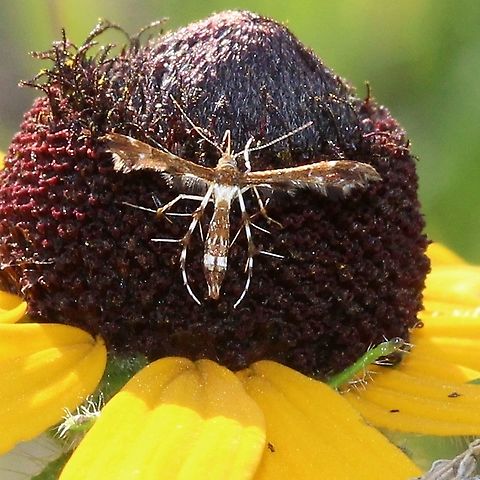 Geina tenuidactylus Nectaring on a flower of black-eyed-susan (Rudbeckia hirta) in an old field used as pasture near the edge of a forest. Geina tenuidactyla,Geotagged,Himmelman's plume moth,Lepidoptera,Rudbeckia hirta,Summer,United States,insect,moth