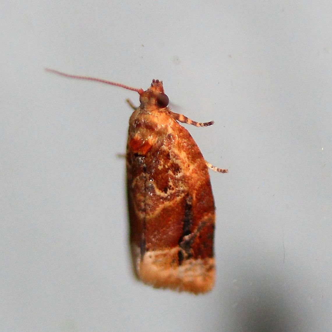 Argyrotaenia velutinana This one seems to be living up to its name Red-banded Leafroller. Argyrotaenia velutinana,Geotagged,Lepidoptera,Red-banded leafroller moth,Summer,United States,insect,moth