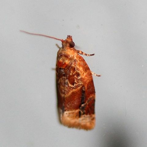 Argyrotaenia velutinana This one seems to be living up to its name Red-banded Leafroller. Argyrotaenia velutinana,Geotagged,Lepidoptera,Red-banded leafroller moth,Summer,United States,insect,moth