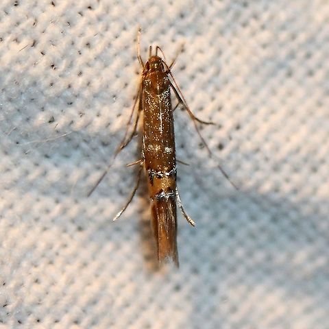 Cosmopterix fernaldella There were many of these moths almost every night in mid-July. Cosmopterix fernaldella,Fernald's Cosmopterix Moth,Geotagged,Lepidoptera,Summer,United States,insect,micromoth,moth