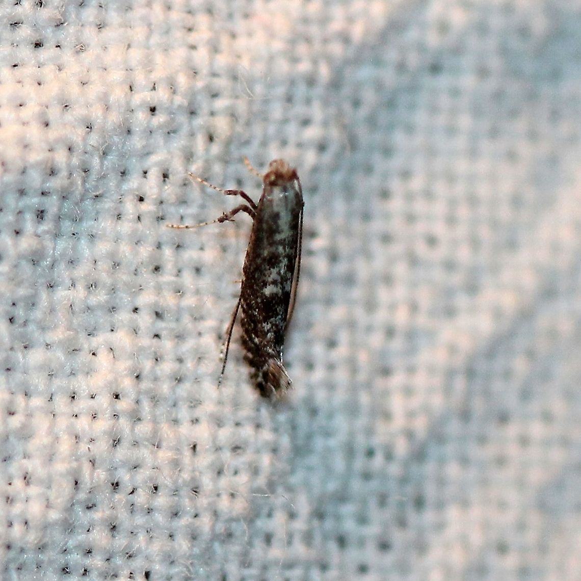 A tiny moth A tiny moth possibly in Tineoidea.<br />
<br />
<figure class="photo"><a href="https://www.jungledragon.com/image/100259/a_tiny_moth.html" title="A tiny moth"><img src="https://s3.amazonaws.com/media.jungledragon.com/images/3383/100259_thumb.JPG?AWSAccessKeyId=05GMT0V3GWVNE7GGM1R2&Expires=1765411210&Signature=fpnM%2FY%2FSyAnelH8FCI%2FMWdU6OfQ%3D" width="200" height="200" alt="A tiny moth A tiny moth possibly in Tineoidea.<br />
<br />
https://www.jungledragon.com/image/100258/a_tiny_moth.html Geotagged,Lepidoptera,Summer,United States,insect,micromoth,moth" /></a></figure><br />
 Geotagged,Lepidoptera,Summer,United States,insect,micromoth,moth