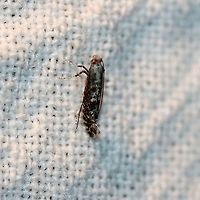 A tiny moth A tiny moth possibly in Tineoidea.<br />
<br />
https://www.jungledragon.com/image/100259/a_tiny_moth.html<br />
 Geotagged,Lepidoptera,Summer,United States,insect,micromoth,moth