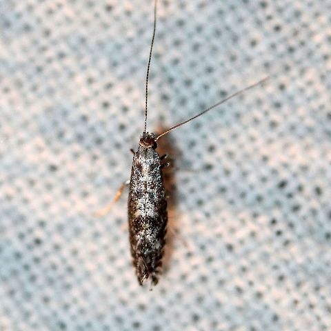 A tiny moth A tiny moth possibly in Tineoidea.

https://www.jungledragon.com/image/100258/a_tiny_moth.html Geotagged,Lepidoptera,Summer,United States,insect,micromoth,moth