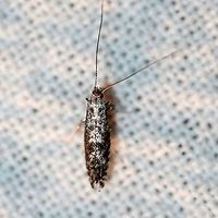 A tiny moth A tiny moth possibly in Tineoidea.<br />
<br />
https://www.jungledragon.com/image/100258/a_tiny_moth.html Geotagged,Lepidoptera,Summer,United States,insect,micromoth,moth