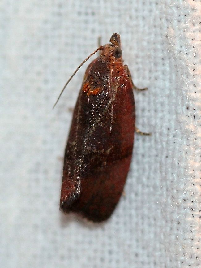 Evora hemidesma  Evora hemidesma,Geotagged,Lepidoptera,Spirea Leaftier,Summer,Tortricidae,United States,insect,moth