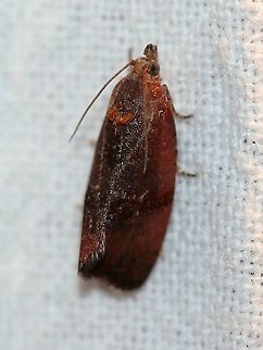 Evora hemidesma  Evora hemidesma,Geotagged,Lepidoptera,Spirea Leaftier,Summer,Tortricidae,United States,insect,moth