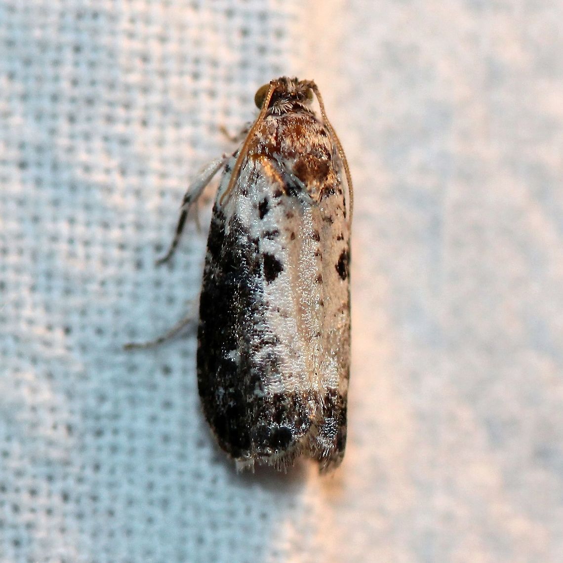 Hedya salicella Pretty sure it is Hedya salicella. Geotagged,Hedya salicella,Lepidoptera,Summer,United States,insect,moth,white-backed marble