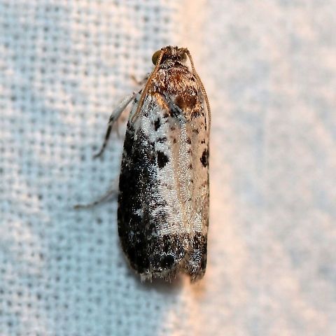 Hedya salicella Pretty sure it is Hedya salicella. Geotagged,Hedya salicella,Lepidoptera,Summer,United States,insect,moth,white-backed marble