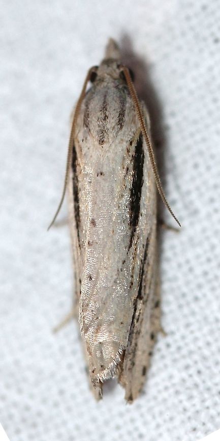 Eucosma bilineana Second year that I have seen this moth here. Apparently there are no other records (online at least) of its occurrence in Minnesota. It must be more widespread because I don't think it flew 200 miles just to eat the Jerusalem artchokes I grow. Eucosma bilineana,Geotagged,Lepidoptera,Summer,United States,insect,micromoth,moth