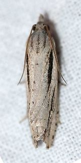 Eucosma bilineana Second year that I have seen this moth here. Apparently there are no other records (online at least) of its occurrence in Minnesota. It must be more widespread because I don't think it flew 200 miles just to eat the Jerusalem artchokes I grow. Eucosma bilineana,Geotagged,Lepidoptera,Summer,United States,insect,micromoth,moth