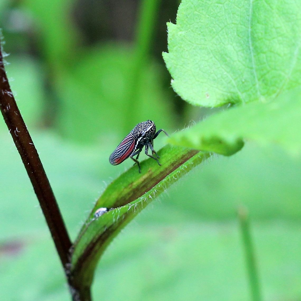 Cuerna striata On a leaf of Symphyotrichum ciliolatum but I don't know if it uses this plant as a food source or was merely resting there. Cuerna striata,Geotagged,Hemiptera,Leafhoppers,Sharpshooters,Striated Leafhopper,Summer,Symphyotrichum ciliolatum,United States,insect