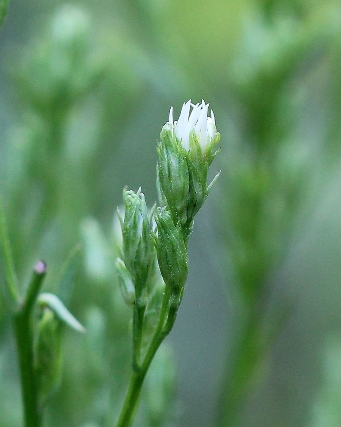 Symphyotrichum urophyllum Detail of involucral bracts before flowers open. Habitat; old field with goldenrods and other aster species. Asteraceae,Geotagged,Summer,Symphyotrichum urophyllum,United States,angiosperm,flower,plant