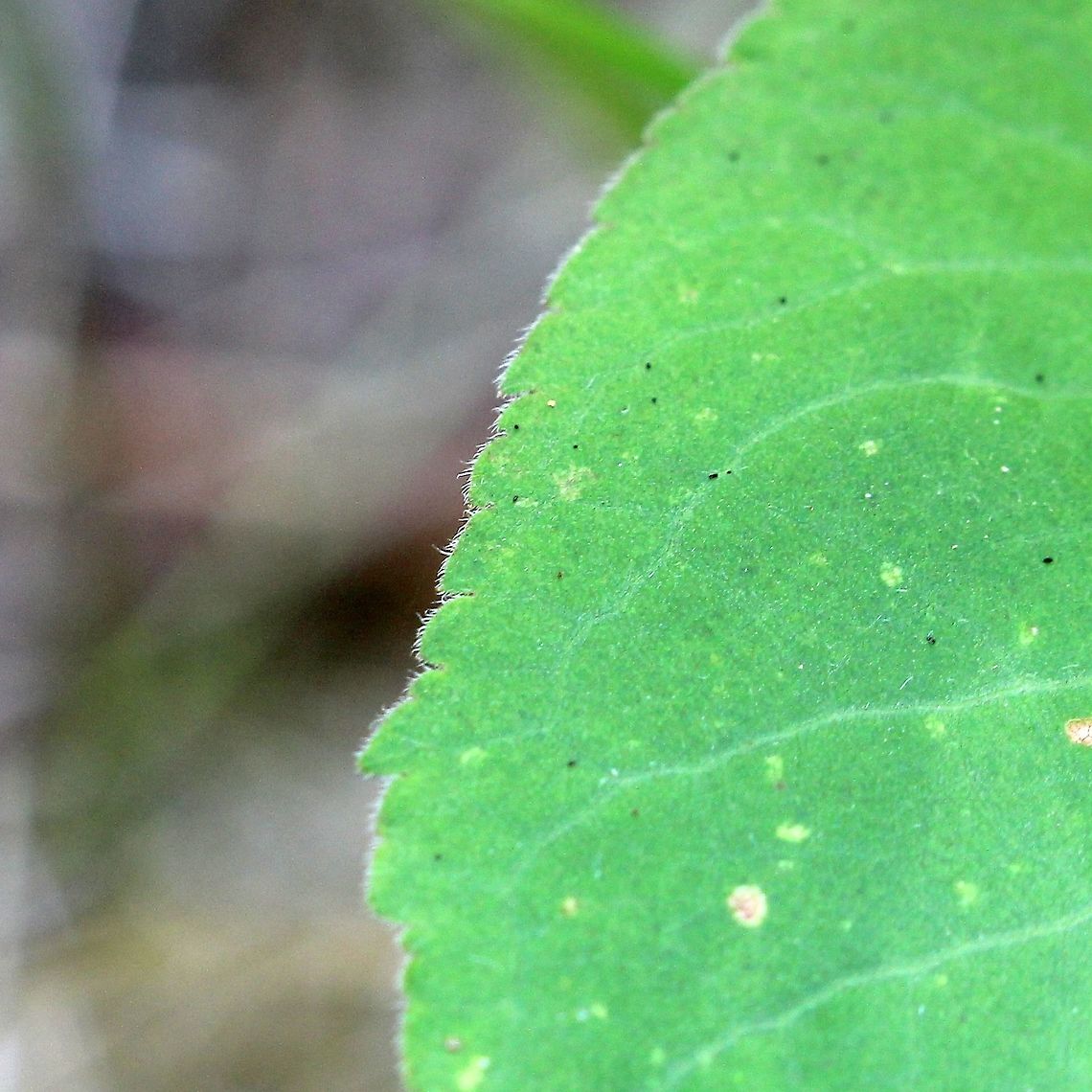 Symphyotrichum urophyllum Detail of leaf margin showing fringe of hairs and blunt teeth. Geotagged,Summer,Symphyotrichum urophyllum,United States