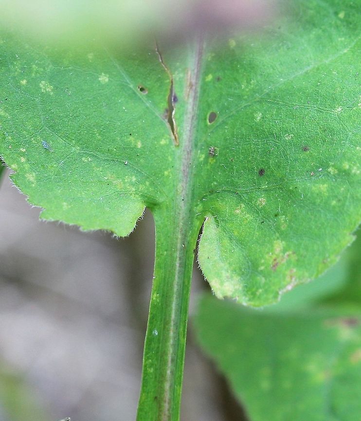 Symphyotrichum urophyllum Leaf base and part of petiole of a lower leaf. Geotagged,Summer,Symphyotrichum urophyllum,United States