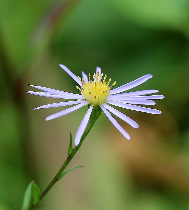 Symphyotrichum ciliolatum Open flowerhead. Habitat: old field with goldenrods and other aster species. Aster ciliolatum,Geotagged,Lindley's Aster,Summer,Symphyotrichum ciliolatum,United States,fringed aster