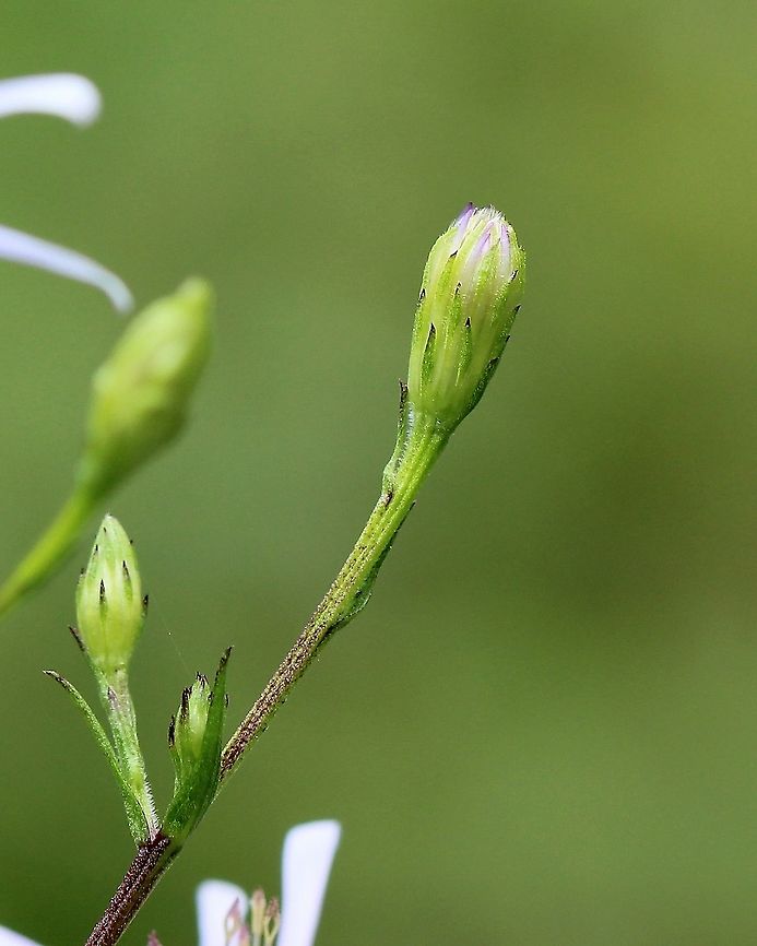Symphyotrichum ciliolatum Detail of involucral bracts before flowers open. Habitat; old field with goldenrods and other aster species. Aster ciliolatum,Geotagged,Lindley's Aster,Summer,Symphyotrichum ciliolatum,United States,fringed aster