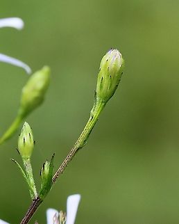Symphyotrichum ciliolatum Detail of involucral bracts before flowers open. Habitat; old field with goldenrods and other aster species. Aster ciliolatum,Geotagged,Lindley's Aster,Summer,Symphyotrichum ciliolatum,United States,fringed aster
