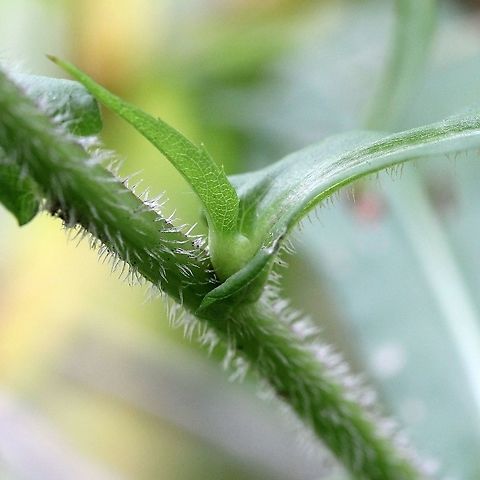 Symphyotrichum ciliolatum Detail of stem just below inflorescence. Aster ciliolatum,Geotagged,Lindley's Aster,Summer,Symphyotrichum ciliolatum,United States,fringed aster,hairs,inflorescence,stem