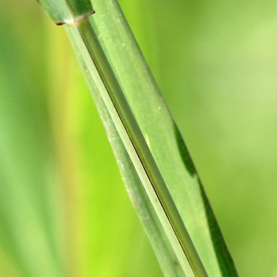 Muhlenbergia frondosa (Wirestem Muhly) Detail of leaf sheath. Plants growing in a mesic sandy soil in full sun.<br />
<br />
<figure class="photo"><a href="https://www.jungledragon.com/image/100400/muhlenbergia_frondosa_wirestem_muhly.html" title="Muhlenbergia frondosa (Wirestem Muhly)"><img src="https://s3.amazonaws.com/media.jungledragon.com/images/3383/100400_thumb.JPG?AWSAccessKeyId=05GMT0V3GWVNE7GGM1R2&Expires=1759968010&Signature=NchgezV4rEC6Quf91tCFKcVJcq0%3D" width="110" height="152" alt="Muhlenbergia frondosa (Wirestem Muhly) Panicle. Plants growing in a mesic sandy soil in full sun. Geotagged,Grass,Muhlenbergia frondosa,Poaceae,Summer,United States,Wirestem Muhly" /></a></figure><br />
<br />
<figure class="photo"><a href="https://www.jungledragon.com/image/100399/muhlenbergia_frondosa_wirestem_muhly.html" title="Muhlenbergia frondosa (Wirestem Muhly)"><img src="https://s3.amazonaws.com/media.jungledragon.com/images/3383/100399_thumb.JPG?AWSAccessKeyId=05GMT0V3GWVNE7GGM1R2&Expires=1759968010&Signature=%2FJ0r52upZZrd%2Fn5Uv4F325Q5Gtw%3D" width="82" height="152" alt="Muhlenbergia frondosa (Wirestem Muhly) Detail of node and internode which are shiny and glabrous except for a small amount of hairs just below the node. Plants growing in a mesic sandy soil in full sun. Geotagged,Muhlenbergia frondosa,Poaceae,Summer,United States,Wirestem Muhly,grass,leaf sheath,node" /></a></figure> Geotagged,Muhlenbergia frondosa,Poaceae,Summer,United States,Wirestem Muhly,grass,leaf sheath,node