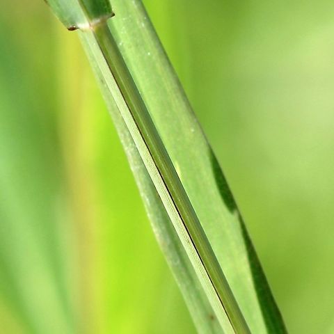Muhlenbergia frondosa (Wirestem Muhly) Detail of leaf sheath. Plants growing in a mesic sandy soil in full sun.

https://www.jungledragon.com/image/100400/muhlenbergia_frondosa_wirestem_muhly.html

https://www.jungledragon.com/image/100399/muhlenbergia_frondosa_wirestem_muhly.html Geotagged,Muhlenbergia frondosa,Poaceae,Summer,United States,Wirestem Muhly,grass,leaf sheath,node
